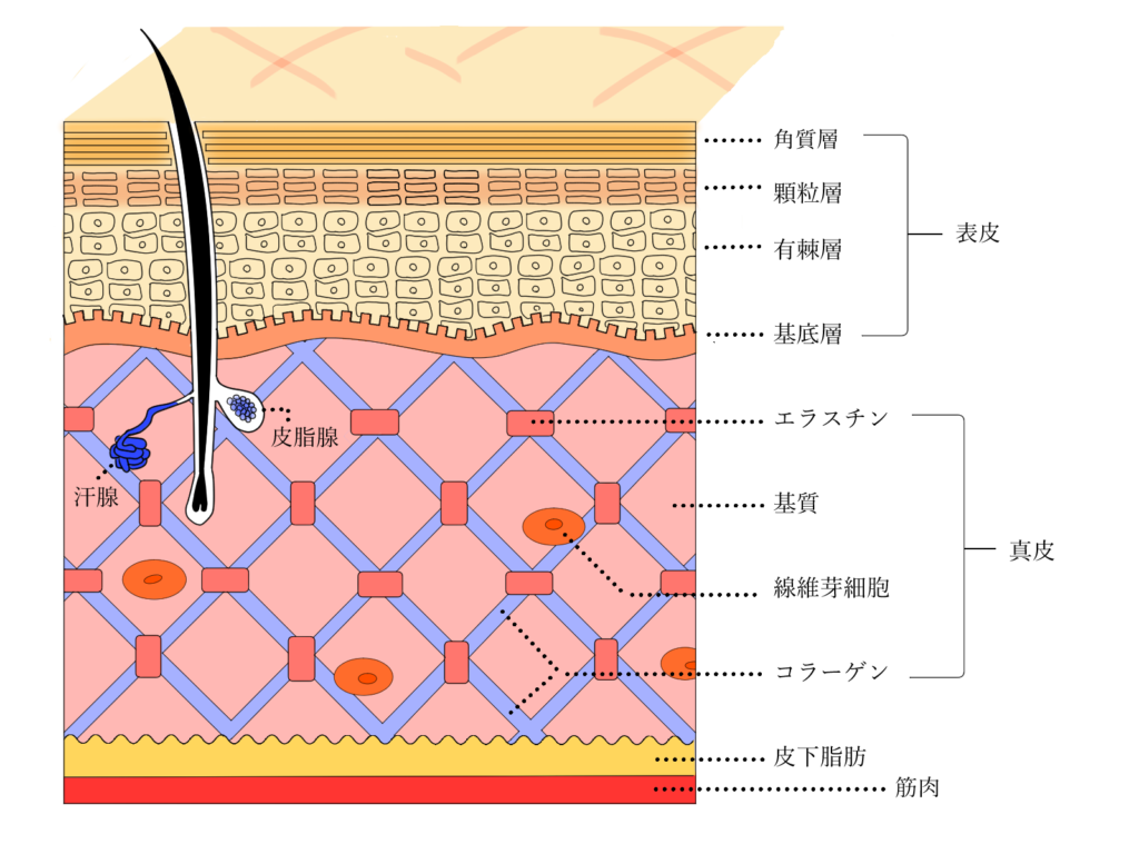 肌の構造
